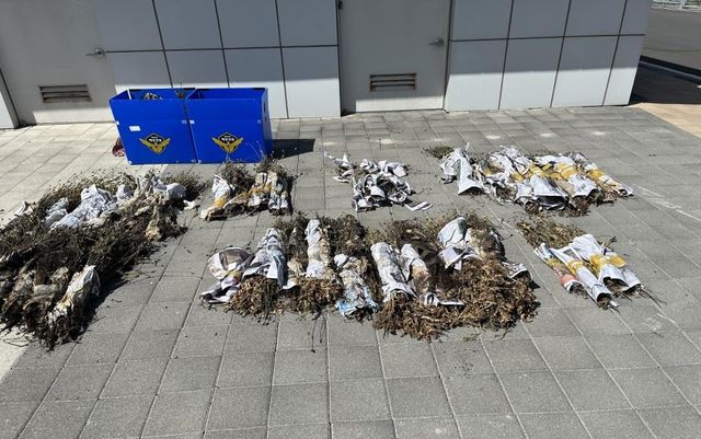 압수한 나도 양귀비