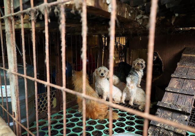 2024년 10월 17일 부산 강서구 대저동 불법 강아지 번식장에 강아지가 배설물 가득한 철창에 갇혀있는 모습[연합뉴스 자료사진]