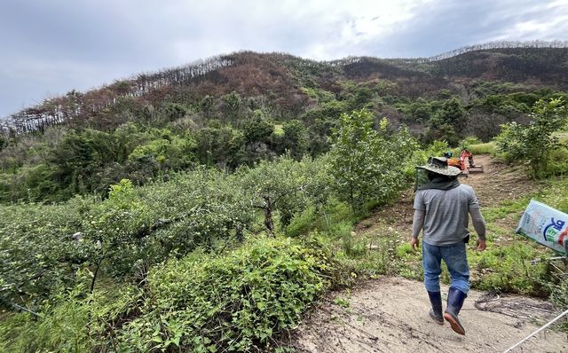 산불 피해 입은 과수원