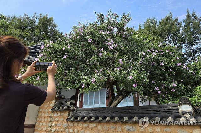 광복 80주년 앞두고 최고령 무궁화 '활짝'