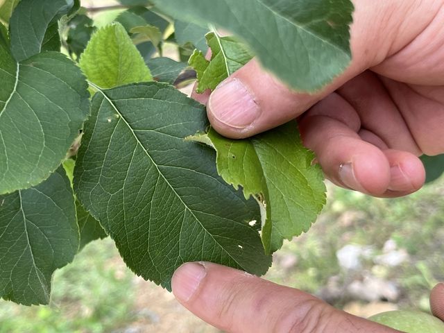 산불 피해로 자라난 옅은 색깔의 나뭇잎(오른쪽)