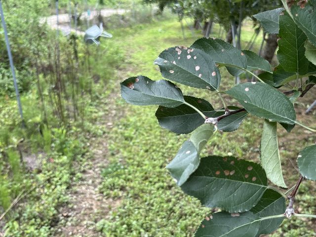 병해충 발생한 나뭇잎