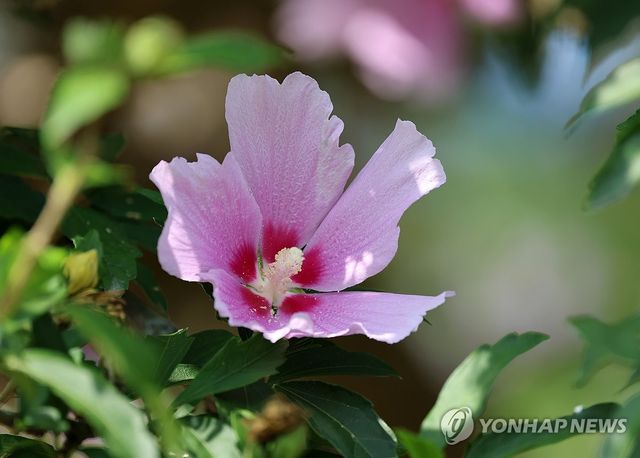 폭염과 가뭄 이겨낸 국내 최고령 무궁화