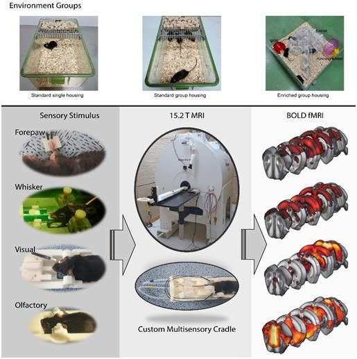 (서울=연합뉴스) 연구팀은 사육 환경에 따라 뇌의 통합적 감각기능이 어떻게 달라지는지 다중감각 fMRI을 이용하여 시각화하는 데 성공했다. 2025.08.11. [삼성서울병원 제공. 재판매 및 DB 금지]