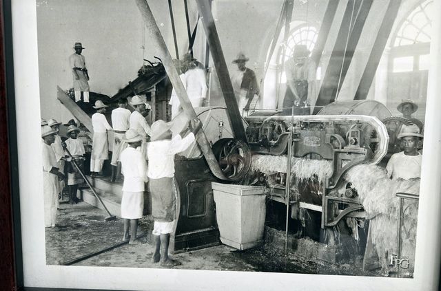 한인 이민자가 속한 에네켄 농장의 과거 작업 모습