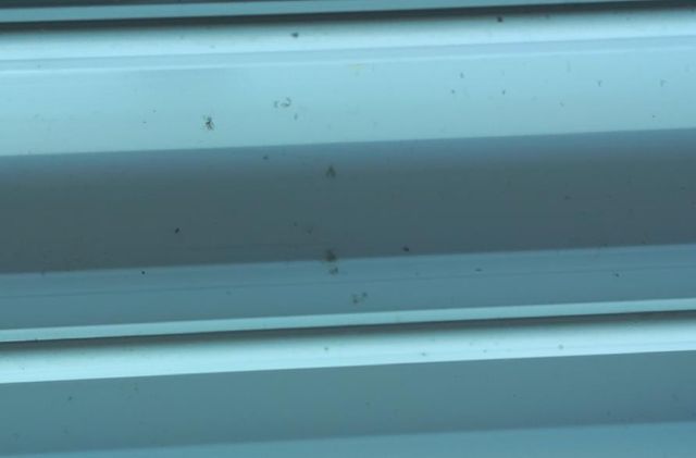 오피스텔에서 나온 혹파리 사체