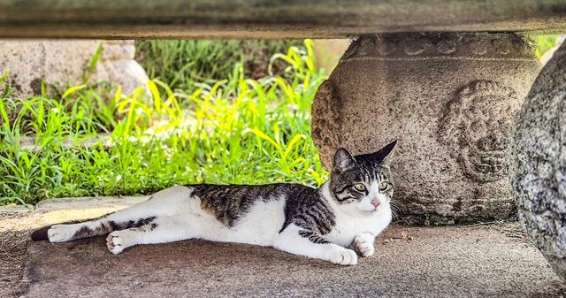 능침에서 만난 고양이 [사진/김정선 기자]