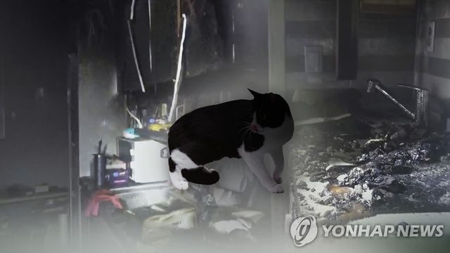 호기심에 스위치 누른 고양이…인덕션 화재 급증 (CG)