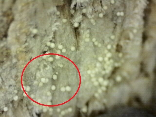 현미경으로 관측한 혹파리 먹이인 곰팡이