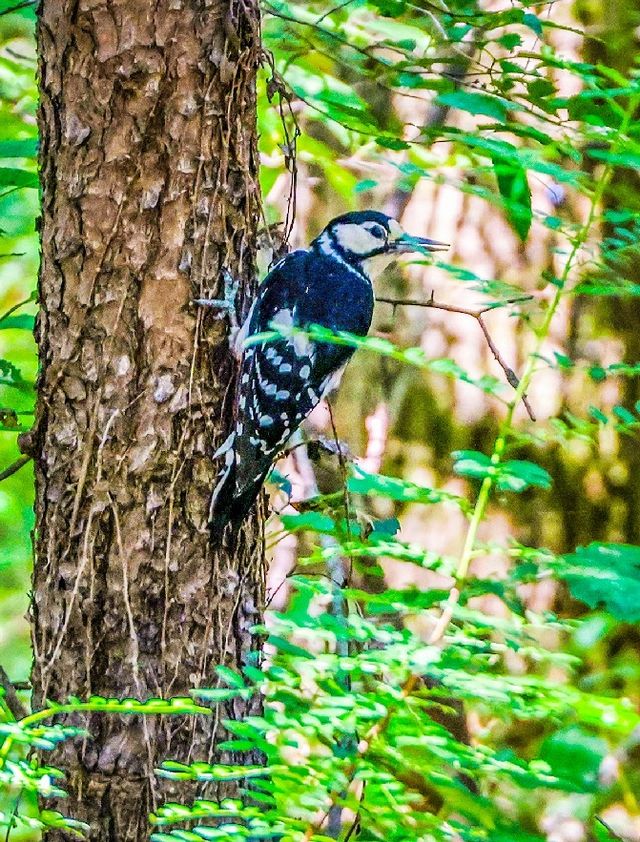 산책길 옆 나무에 앉은 오색딱따구리 [사진/백승렬 기자]