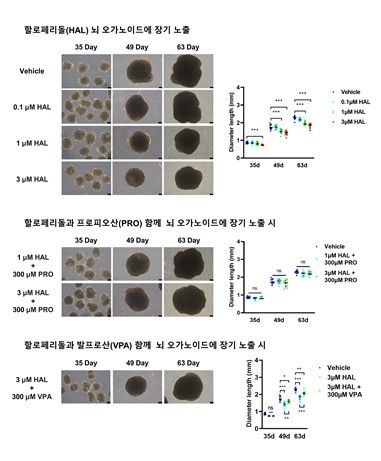 할로페리돌의 뇌 오가노이드 노출 실험