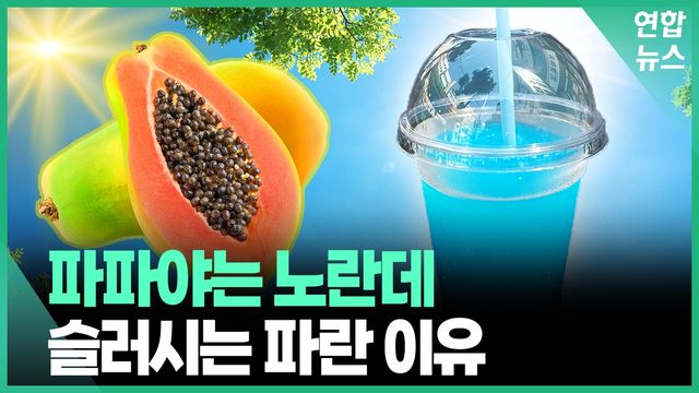 [영상] 주황빛 과일 파파야…슬러시는 왜 파란색일까 - 2