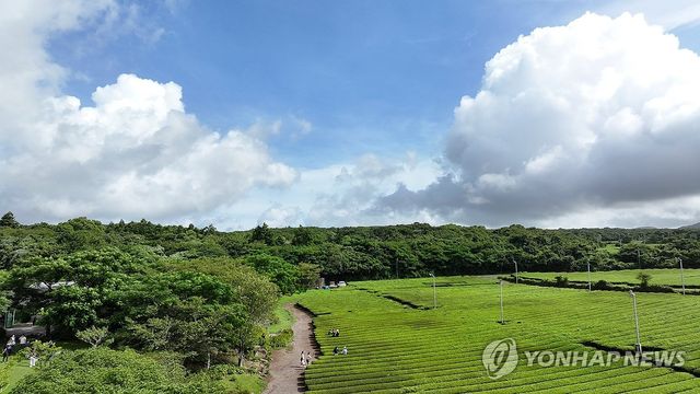 어느 여름날 녹차밭에서