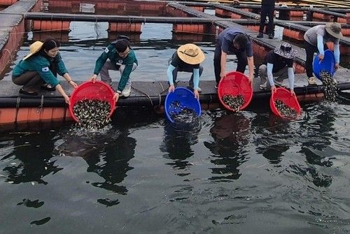 지난 8일 고수온 폐사 전 조피볼락 치어 방류하는 양식어민