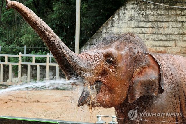 더위에는 물이 최고