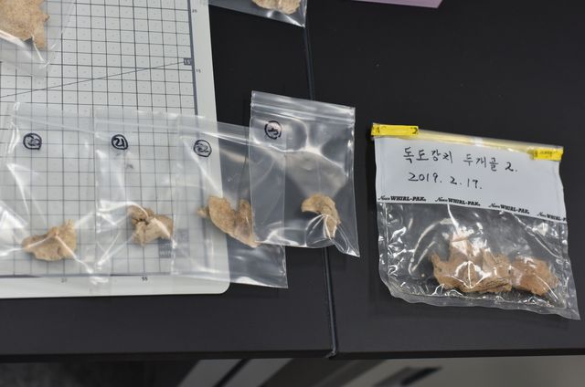 독도 강치 두개골 등 시료