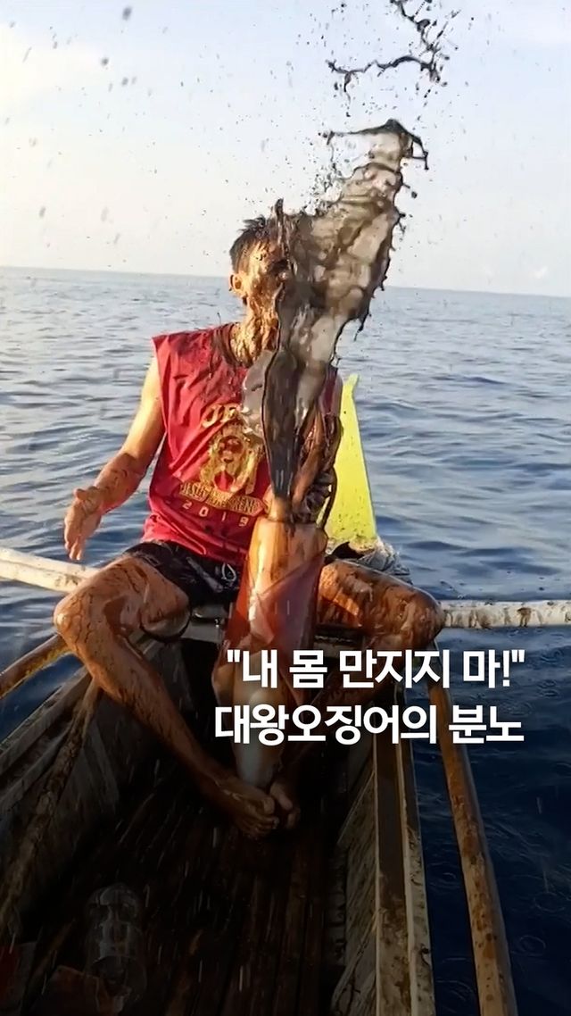 [쇼츠] "내 몸 만지지 마!"…대왕오징어의 분노 - 2