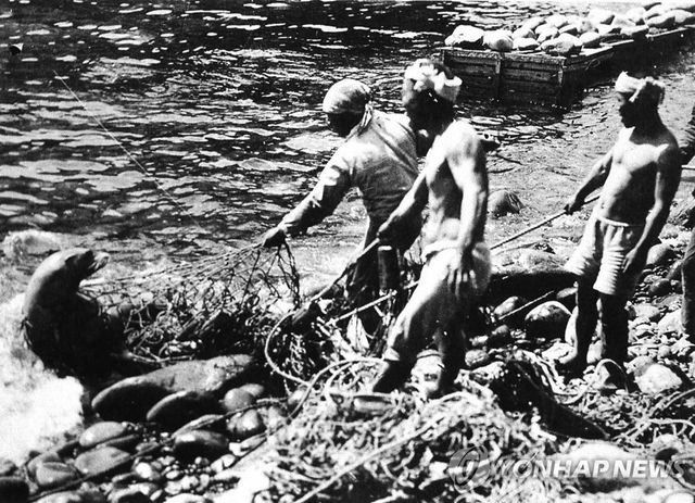 일제 강점기 일본인들이 독도 강치를 포획하는 기록사진