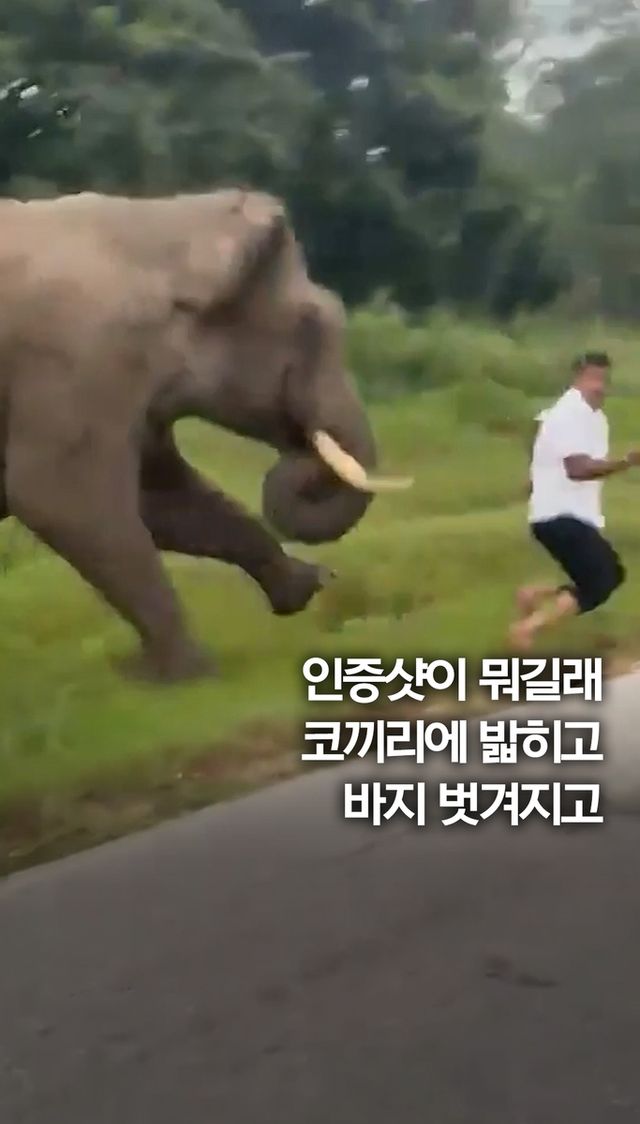 [쇼츠] 인증샷이 뭐길래…코끼리에 밟힌 관광객 - 2