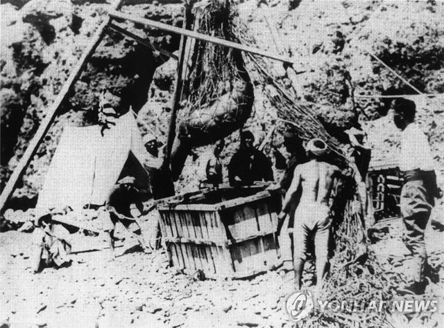 1934년 일본인들이 독도에서 포획한 강치를 나무상자에 넣는 모습