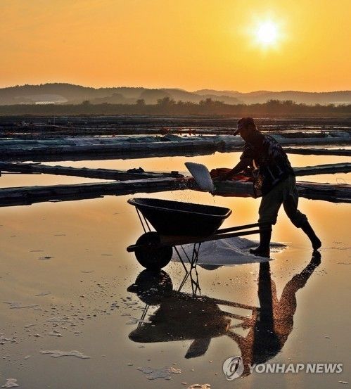 안산 대부도 동주염전 작업
