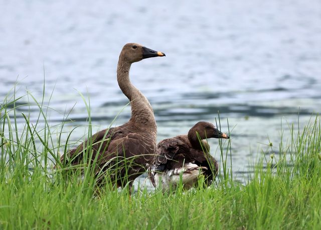 "덥다 더워" 물가의 겨울철새 큰기러기