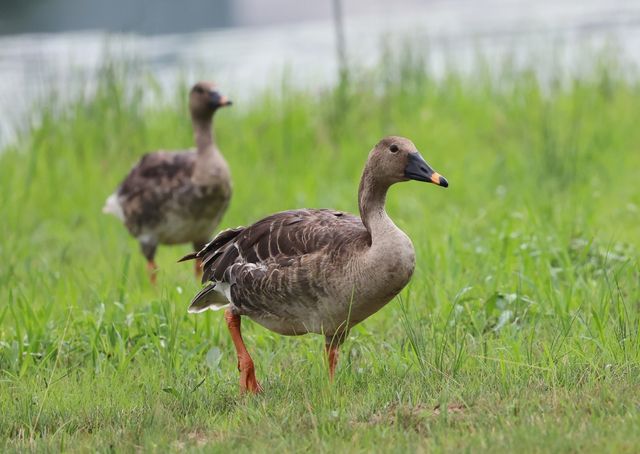 강릉에 머무는 겨울철새 큰기러기