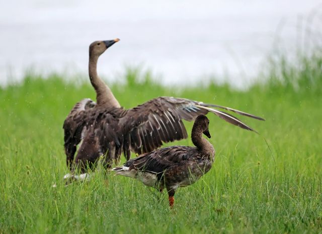 겨울철새 큰기러기의 시원한 날갯짓