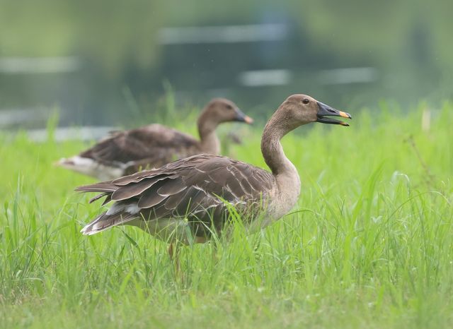 폭염 속 강릉서 여름 나는 겨울철새 큰기러기 