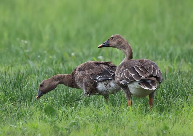 여기 몽골 아닌 강릉…먹이 활동하는 큰기러기