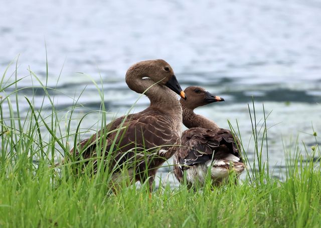 물가의 겨울철새 큰기러기