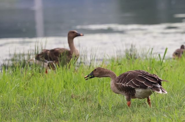 먹이 활동 바쁜 겨울철새 큰기러기