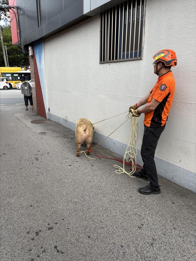 트럭서 탈출한 돼지 포획