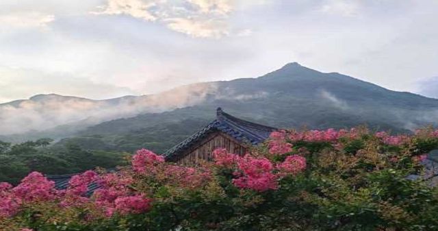 배롱나무가 만발한 표충사