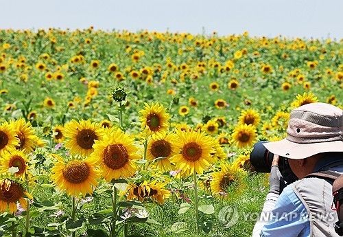 무더위 속 활짝 핀 해바라기