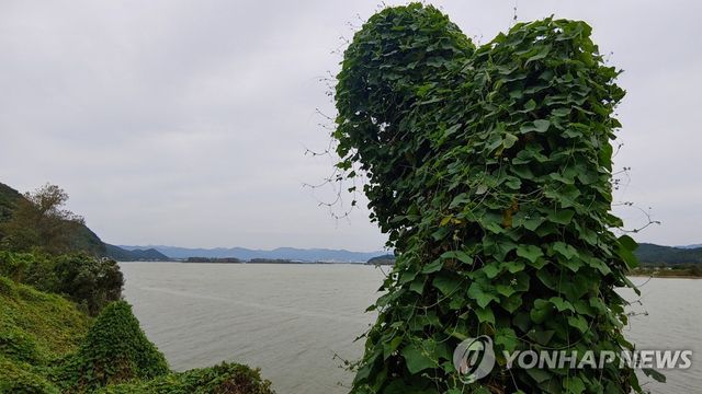 생태계 교란 가시박