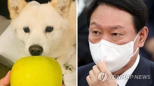 진돗개 '토리'의 아빠 윤석열