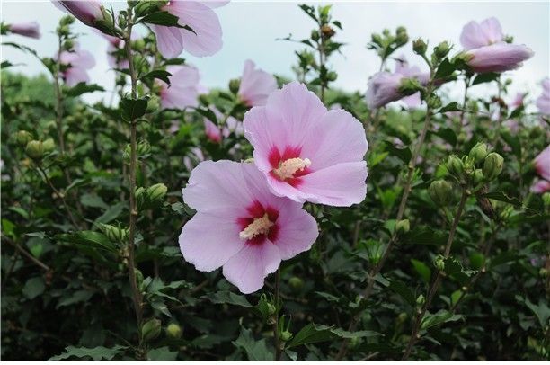 무궁화 품종 '칠보'