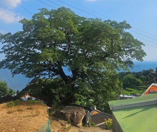 수령 300년 이팝나무