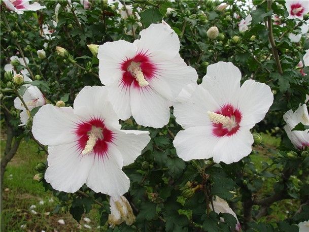 무궁화 품종 '원화' 