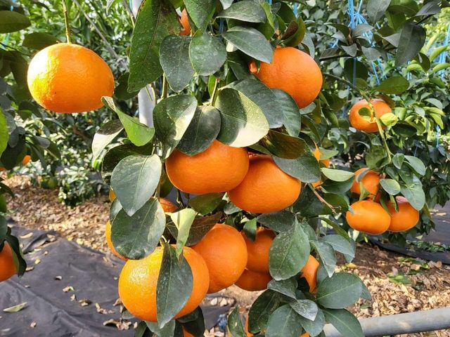 제주도 육성 신품종 만감류 '레드스타'