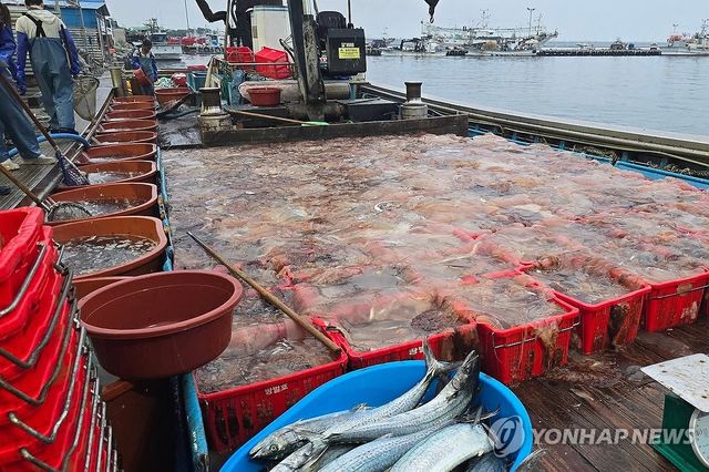 어선에 가득 찬 해파리