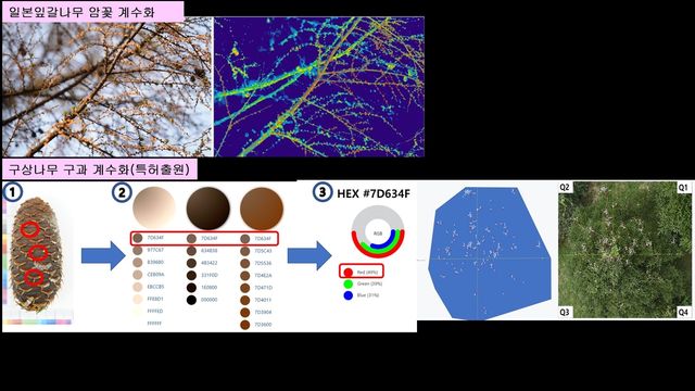 일본잎갈나무 암꽃과 구상나무 구과 계수화 기술 