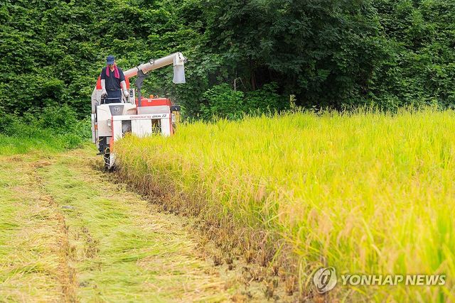 '수확의 계절'…강원 고성군, 올해 첫 벼 베기