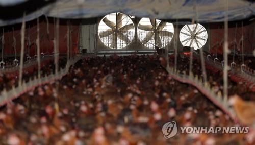 폭염에 가축도 헉헉