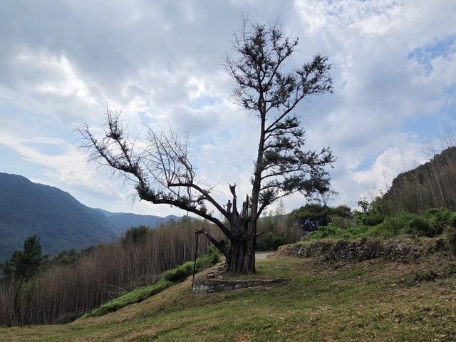 잎 돋아난 하동 은행나무