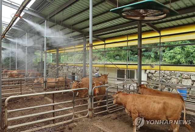 폭염…소도 더워요.