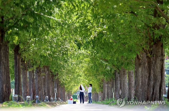 메타세쿼이아 그늘에서