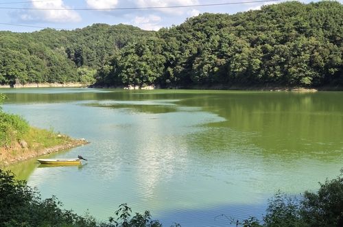 진녹색으로 물든 대청호 