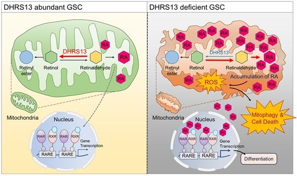 DHRS13 억제 시 뇌종양줄기세포의 운명 변화 